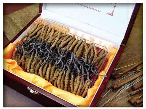 泾阳冬虫夏草回收